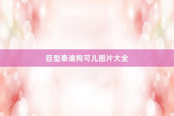 巨型泰迪狗可儿图片大全